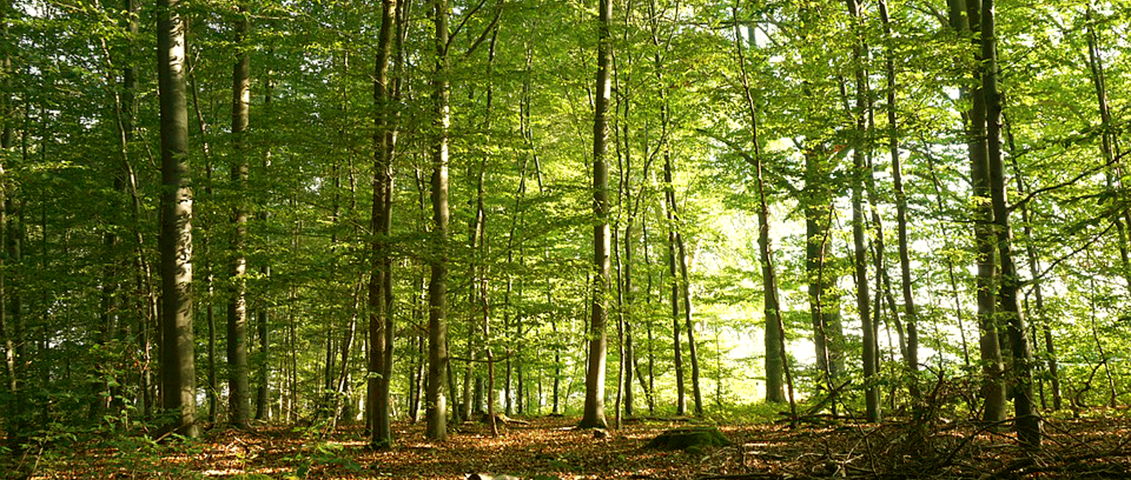 Le bois, un matériau naturel et écologique.